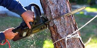 Best Root Management and Removal  in Yorktown Heights, NY
