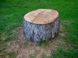 How Our Tree Care Process Works  in  Yorktown Heights, NY