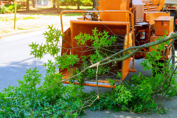 Tree and Shrub Care in Yorktown Heights, NY