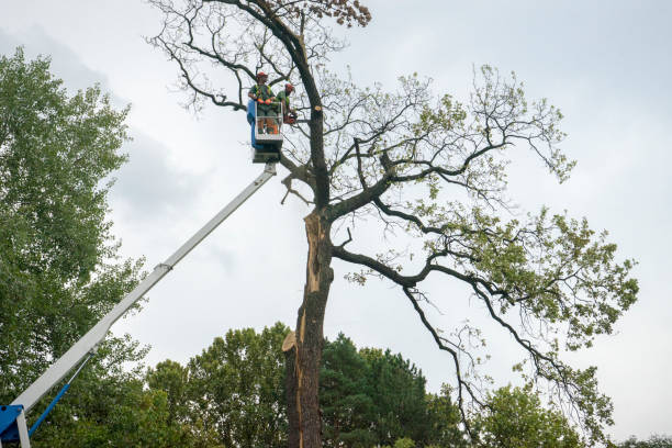 Trusted Yorktown Heights, NY Tree Services Experts
